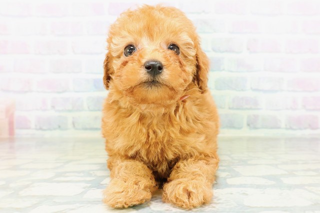 トイ・プードル
