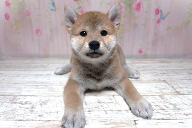柴犬