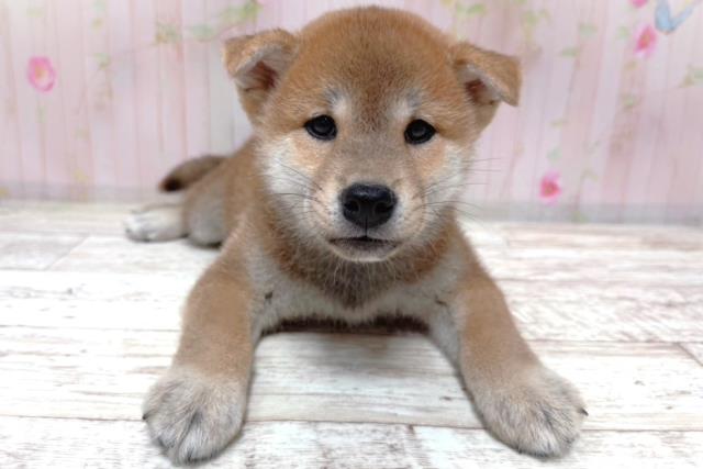 柴犬