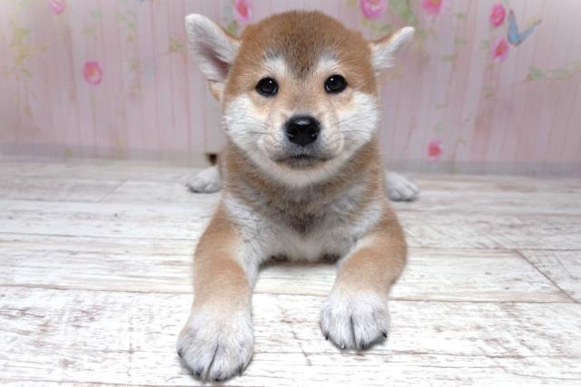 柴犬