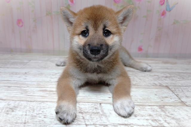 柴犬