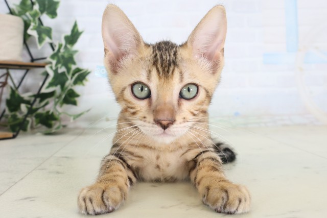 山口県のトイガー (Coo&RIKUシーモール下関店/2026年8月21日生まれ/男の子/ブラウンスポットタビー)の子猫の1枚目の画像