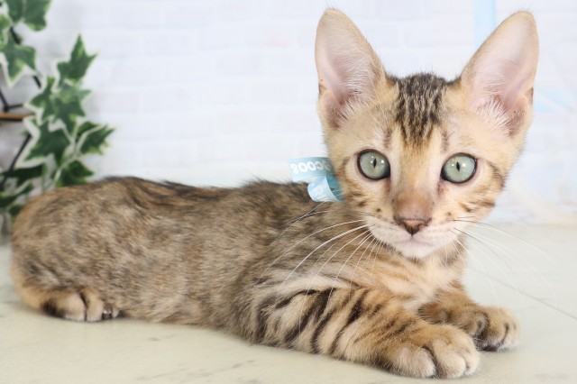 山口県のトイガー (Coo&RIKUシーモール下関店/2026年8月21日生まれ/男の子/ブラウンスポットタビー)の子猫の2枚目の画像