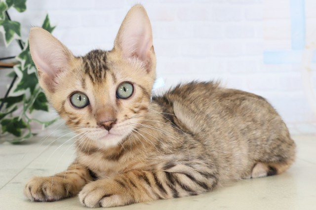 山口県のトイガー (Coo&RIKUシーモール下関店/2026年8月21日生まれ/男の子/ブラウンスポットタビー)の子猫の3枚目の画像