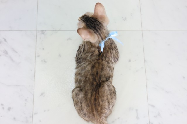 山口県のトイガー (Coo&RIKUシーモール下関店/2026年8月21日生まれ/男の子/ブラウンスポットタビー)の子猫の4枚目の画像