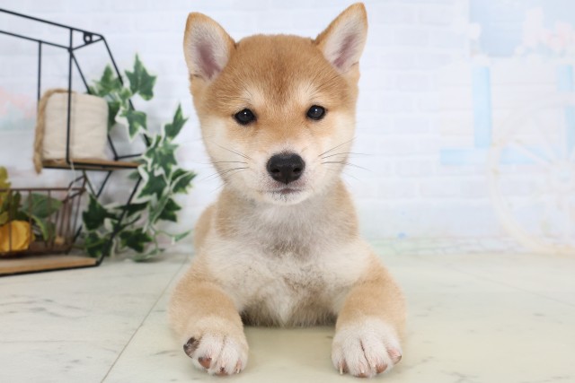 豆柴