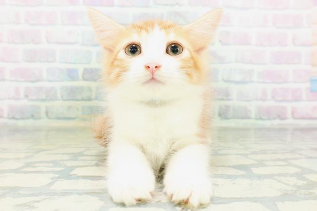 ノルウェージャン・フォレストキャット