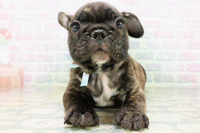 フレンチブルドッグ