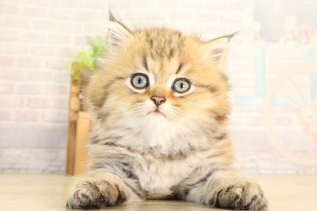 愛知県のペルシャ (Coo&RIKU半田店/2026年8月30日生まれ/女の子/チンチラゴールデン)の子猫の1枚目の画像