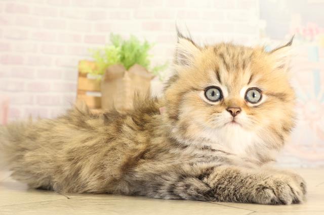 愛知県のペルシャ (Coo&RIKU半田店/2026年8月30日生まれ/女の子/チンチラゴールデン)の子猫の2枚目の画像