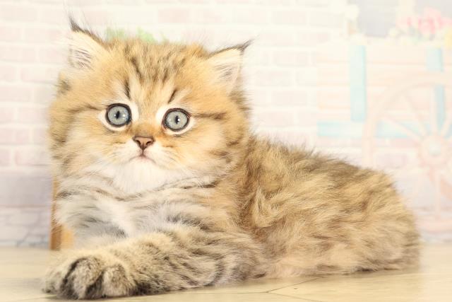 愛知県のペルシャ (Coo&RIKU半田店/2026年8月30日生まれ/女の子/チンチラゴールデン)の子猫の3枚目の画像