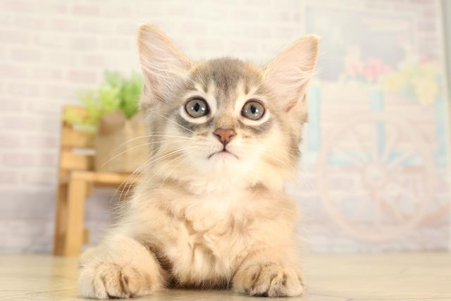 愛知県のソマリ (Coo&RIKU岡崎店/2026年8月29日生まれ/女の子/ブルー)の子猫の1枚目の画像