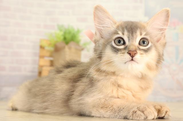 愛知県のソマリ (Coo&RIKU岡崎店/2026年8月29日生まれ/女の子/ブルー)の子猫の2枚目の画像
