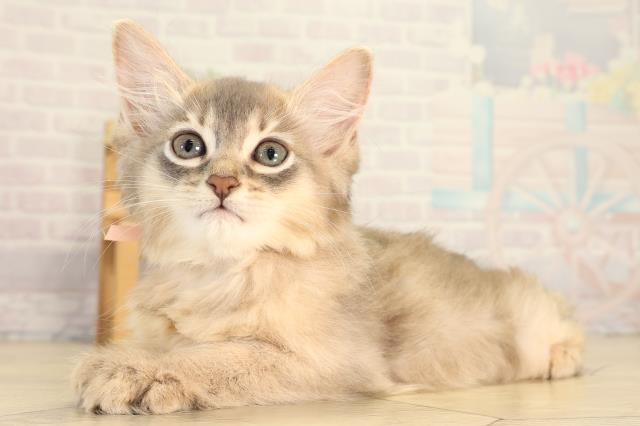 愛知県のソマリ (Coo&RIKU岡崎店/2026年8月29日生まれ/女の子/ブルー)の子猫の3枚目の画像
