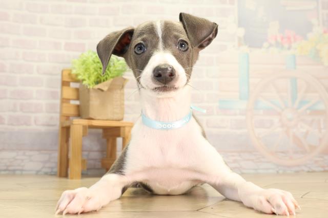 愛知県のイタリアングレーハウンド (Coo&RIKU豊田店/2026年8月30日生まれ/男の子/ブルーホワイト)の子犬の1枚目の画像