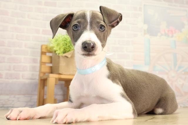 愛知県のイタリアングレーハウンド (Coo&RIKU豊田店/2026年8月30日生まれ/男の子/ブルーホワイト)の子犬の3枚目の画像