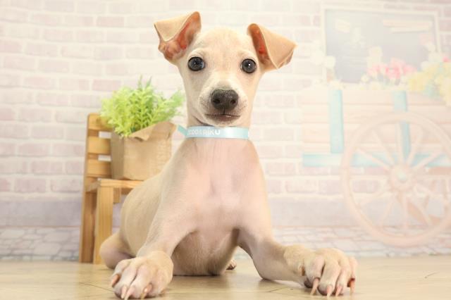 愛知県のイタリアングレーハウンド (Coo&RIKU東海店/2026年8月21日生まれ/男の子/フォーン)の子犬の1枚目の画像