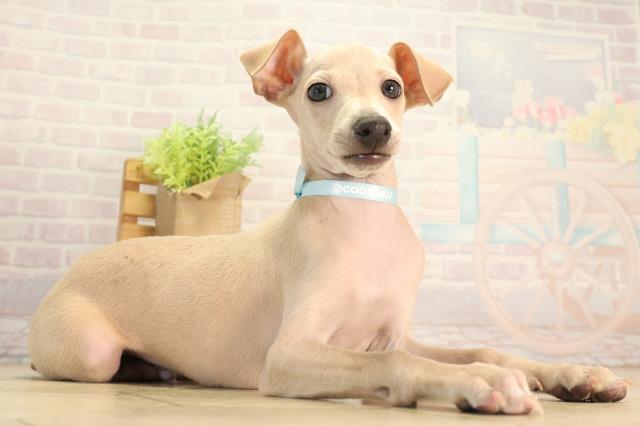 愛知県のイタリアングレーハウンド (Coo&RIKU東海店/2026年8月21日生まれ/男の子/フォーン)の子犬の2枚目の画像