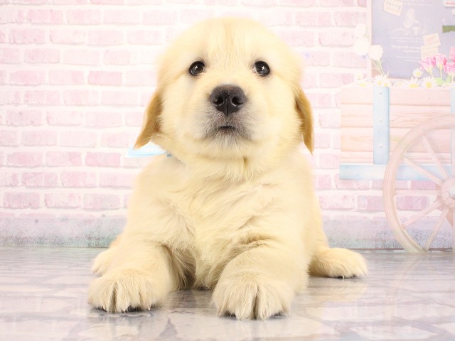 兵庫県のゴールデンレトリバー (Coo&RIKU神戸東灘店/2026年8月30日生まれ/男の子/ゴールデン)の子犬の1枚目の画像