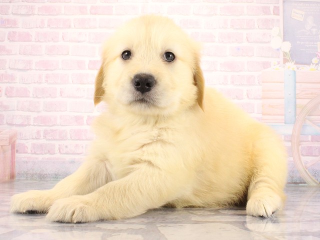 兵庫県のゴールデンレトリバー (Coo&RIKU神戸東灘店/2026年8月30日生まれ/男の子/ゴールデン)の子犬の3枚目の画像