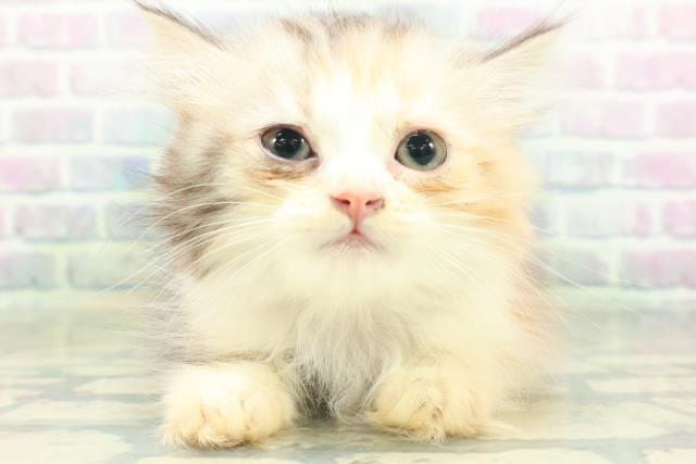 新潟県のスコティッシュフォールド (Coo&RIKU上越店/2026年8月23日生まれ/女の子/キャリコ)の子猫の1枚目の画像