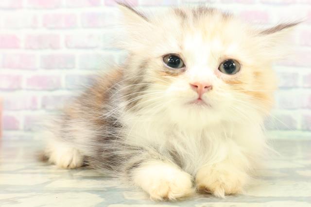 新潟県のスコティッシュフォールド (Coo&RIKU上越店/2026年8月23日生まれ/女の子/キャリコ)の子猫の3枚目の画像