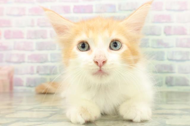 東京都のメインクーン (Coo&RIKU立川店/2026年8月29日生まれ/男の子/レッドタビーホワイト)の子猫の1枚目の画像