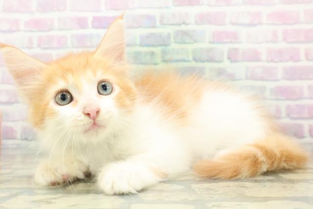 東京都のメインクーン (Coo&RIKU立川店/2026年8月29日生まれ/男の子/レッドタビーホワイト)の子猫の2枚目の画像
