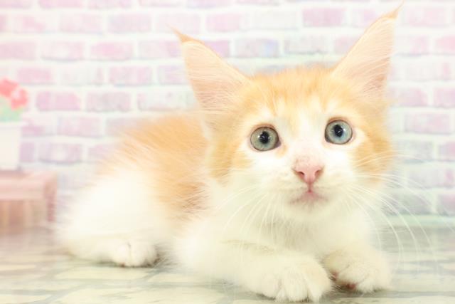 東京都のメインクーン (Coo&RIKU立川店/2026年8月29日生まれ/男の子/レッドタビーホワイト)の子猫の3枚目の画像