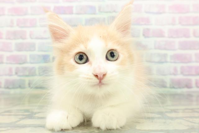 東京都のメインクーン (Coo&RIKU広尾店/2026年8月29日生まれ/女の子/クリームタビーホワイト)の子猫の1枚目の画像