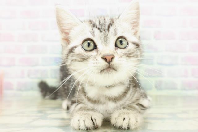新潟県のアメリカンショートヘアー (Coo&RIKU上越店/2026年8月29日生まれ/男の子/シルバータビー)の子猫の1枚目の画像