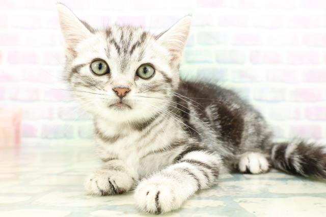 新潟県のアメリカンショートヘアー (Coo&RIKU上越店/2026年8月29日生まれ/男の子/シルバータビー)の子猫の2枚目の画像