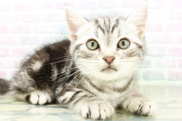 新潟県のアメリカンショートヘアー (Coo&RIKU上越店/2026年8月29日生まれ/男の子/シルバータビー)の子猫の3枚目の画像