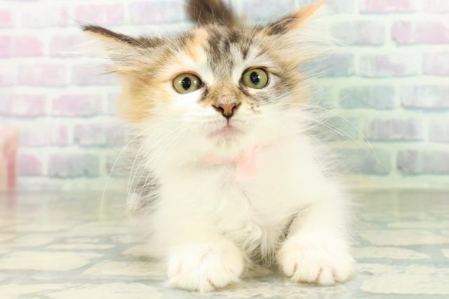 東京都のメインクーン (Coo&RIKU大久保店/2026年8月6日生まれ/女の子/キャリコ)の子猫の1枚目の画像