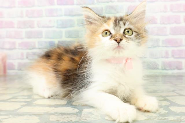 東京都のメインクーン (Coo&RIKU大久保店/2026年8月6日生まれ/女の子/キャリコ)の子猫の3枚目の画像