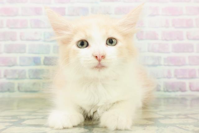 新潟県のメインクーン (Coo&RIKU新潟西店/2026年8月29日生まれ/女の子/クリームタビーホワイト)の子猫の1枚目の画像