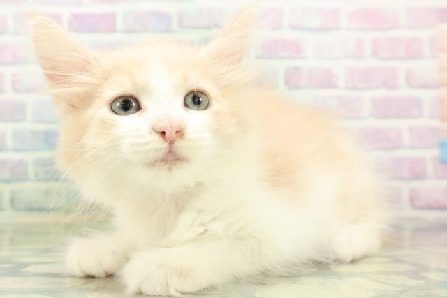 新潟県のメインクーン (Coo&RIKU新潟西店/2026年8月29日生まれ/女の子/クリームタビーホワイト)の子猫の2枚目の画像