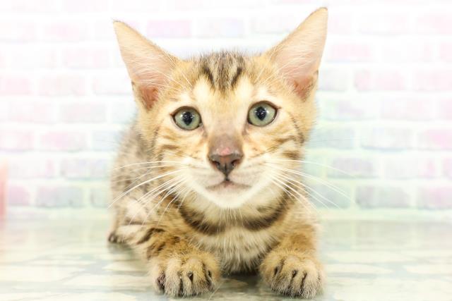 新潟県のベンガル (Coo&RIKU長岡店/2026年8月27日生まれ/男の子/ブラウンスポットタビー)の子猫の1枚目の画像
