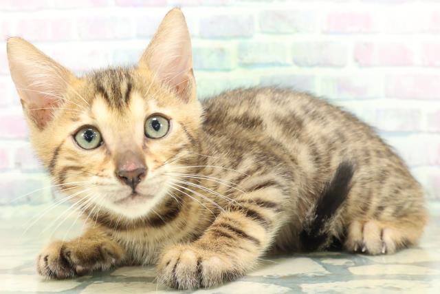 新潟県のベンガル (Coo&RIKU長岡店/2026年8月27日生まれ/男の子/ブラウンスポットタビー)の子猫の2枚目の画像