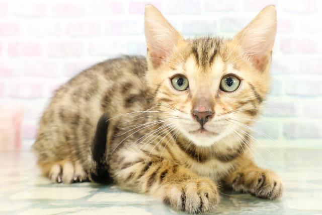 新潟県のベンガル (Coo&RIKU長岡店/2026年8月27日生まれ/男の子/ブラウンスポットタビー)の子猫の3枚目の画像