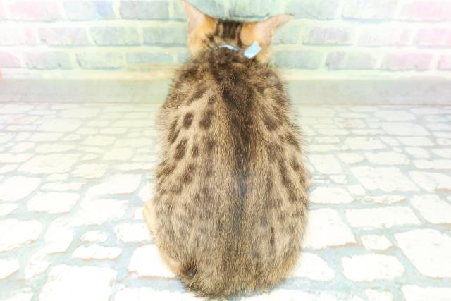 新潟県のベンガル (Coo&RIKU長岡店/2026年8月27日生まれ/男の子/ブラウンスポットタビー)の子猫の4枚目の画像