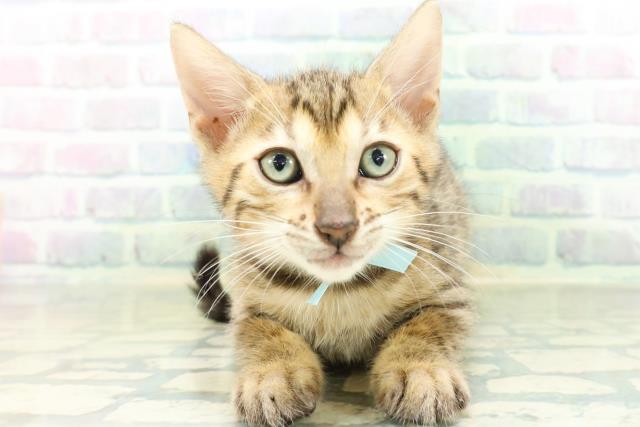 新潟県のベンガル (Coo&RIKU新潟西店/2026年8月27日生まれ/男の子/ブラウンスポットタビー)の子猫の1枚目の画像