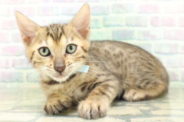 新潟県のベンガル (Coo&RIKU新潟西店/2026年8月27日生まれ/男の子/ブラウンスポットタビー)の子猫の2枚目の画像