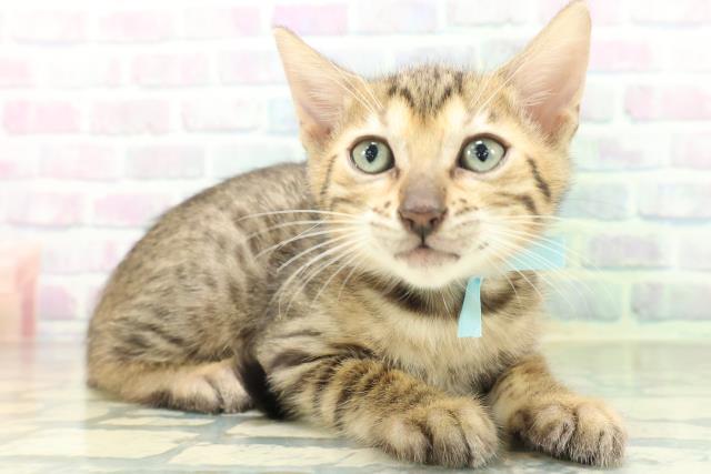 新潟県のベンガル (Coo&RIKU新潟西店/2026年8月27日生まれ/男の子/ブラウンスポットタビー)の子猫の3枚目の画像