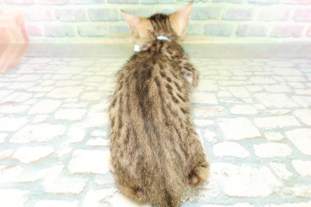 新潟県のベンガル (Coo&RIKU新潟西店/2026年8月27日生まれ/男の子/ブラウンスポットタビー)の子猫の4枚目の画像