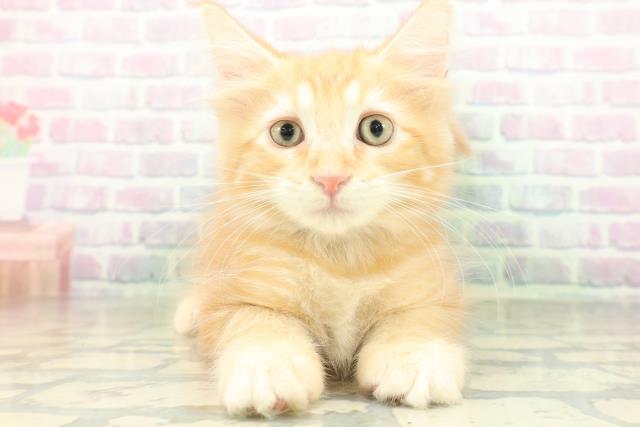 埼玉県のメインクーン (Coo&RIKU大宮店/2026年8月6日生まれ/男の子/レッドタビー)の子猫の1枚目の画像