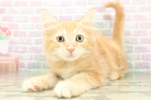 埼玉県のメインクーン (Coo&RIKU大宮店/2026年8月6日生まれ/男の子/レッドタビー)の子猫の2枚目の画像