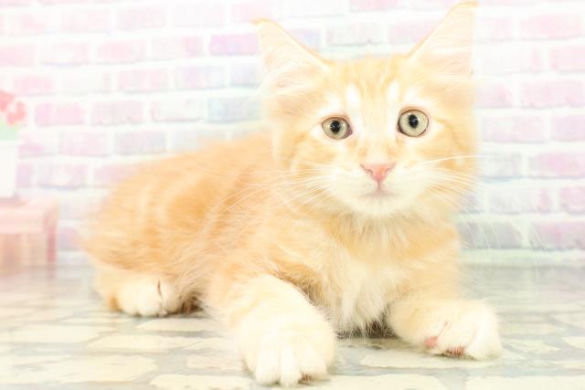 埼玉県のメインクーン (Coo&RIKU大宮店/2026年8月6日生まれ/男の子/レッドタビー)の子猫の3枚目の画像