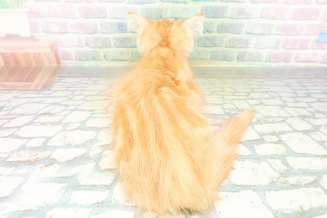 埼玉県のメインクーン (Coo&RIKU大宮店/2026年8月6日生まれ/男の子/レッドタビー)の子猫の4枚目の画像