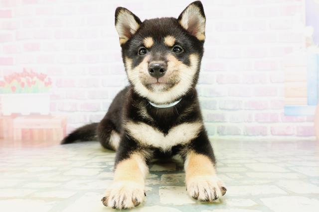 北海道の柴犬(標準サイズ) (Coo&RIKU函館店/2026年8月27日生まれ/男の子/黒)の子犬の1枚目の画像